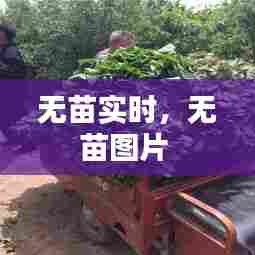 无苗实时,无苗图片