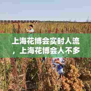 上海花博会实时人流,上海花博会人不多
