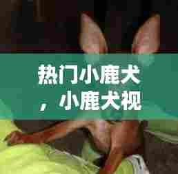 热门小鹿犬,小鹿犬视频大全