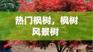 热门枫树，枫树风景树 