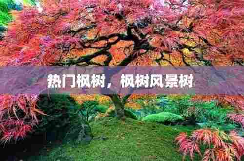 热门枫树,枫树风景树