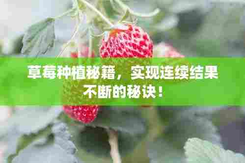 草莓种植秘籍,实现连续结果不断的秘诀!