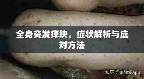 全身突发痒块,症状解析与应对方法