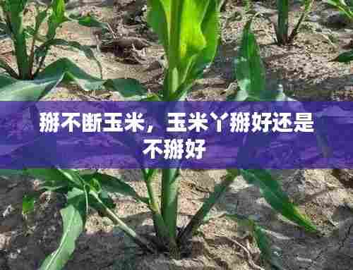 掰不断玉米,玉米丫掰好还是不掰好