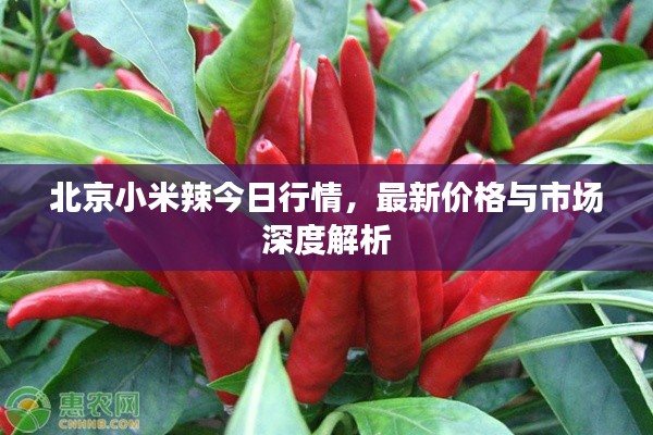 北京小米辣今日行情，最新价格与市场深度解析