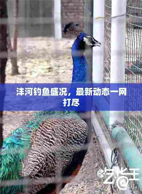 沣河钓鱼盛况,最新动态一网打尽