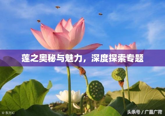 莲之奥秘与魅力,深度探索专题