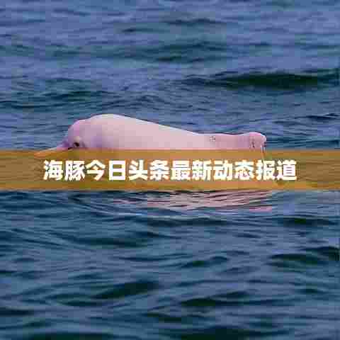 海豚今日头条最新动态报道