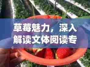 草莓魅力,深入解读文体阅读专题的魅力所在
