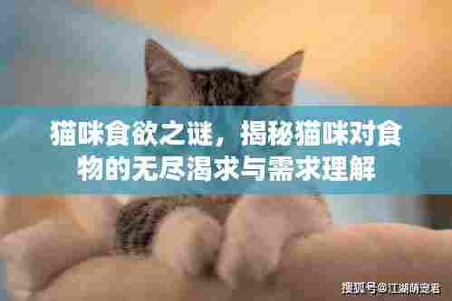 猫咪食欲之谜,揭秘猫咪对食物的无尽渴求与需求理解