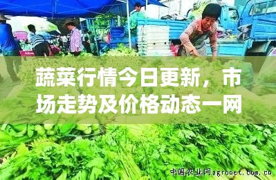 蔬菜行情今日更新,市场走势及价格动态一网打尽