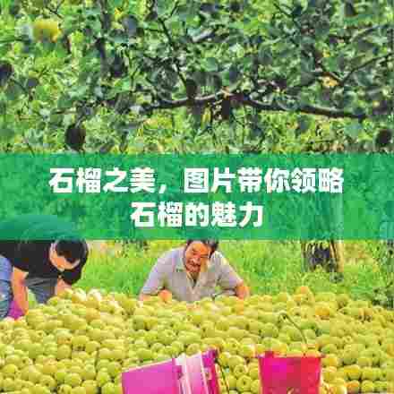 石榴之美,图片带你领略石榴的魅力