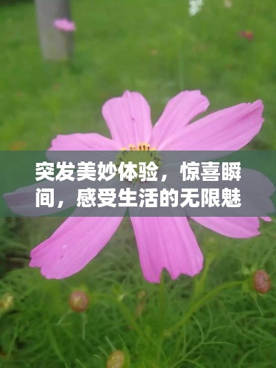 突发美妙体验,惊喜瞬间,感受生活的无限魅力!