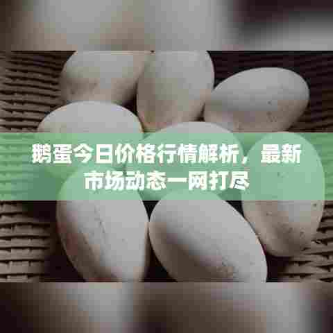鹅蛋今日价格行情解析，最新市场动态一网打尽