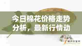 今日棉花价格走势分析，最新行情动态一网打尽！