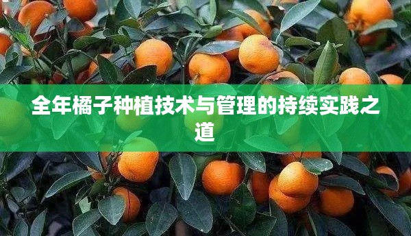 全年橘子种植技术与管理的持续实践之道