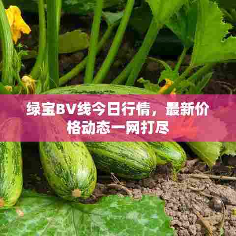 绿宝BV线今日行情，最新价格动态一网打尽