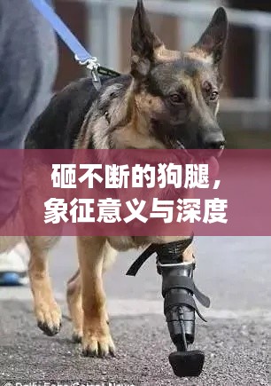 砸不断的狗腿,象征意义与深度解读探究