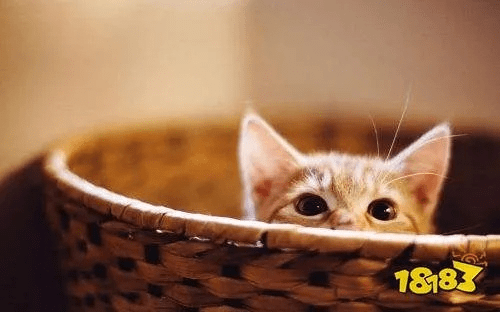 猫咪官方下载网址,现状解析说明 7DM1_v6.666